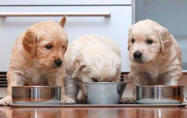 Common FAQs about pup foods