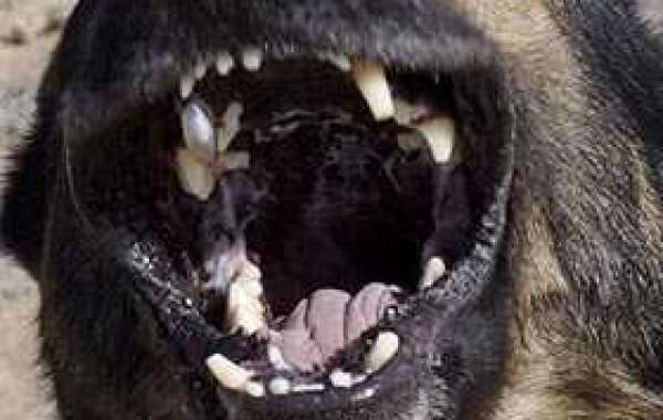 Teeth Of Seal War Dogs Are Replaced Keygen X64 Professional Pc